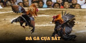 đá gà cựa sắt