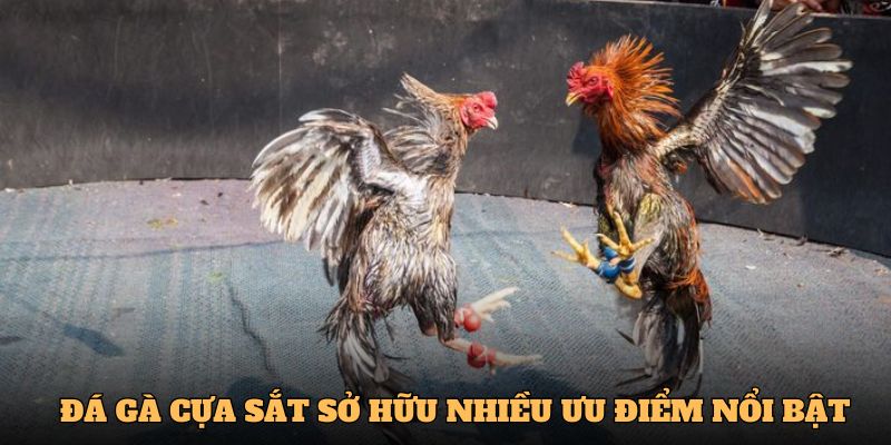 Đá gà cựa sắt tại OK365 sở hữu nhiều ưu điểm nổi bật