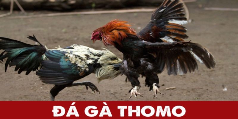 Bí quyết đá gà thomo - nắm bắt chiến thuật nổi bật của gà