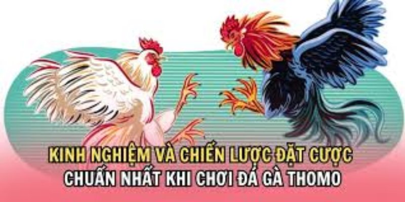 Bí quyết đá gà thomo - phân tích kỹ chiến kê