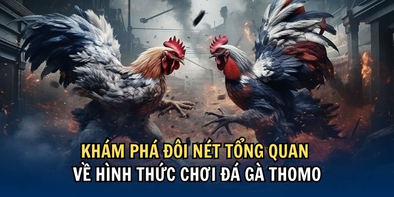 Sơ lược thông tin quan trọng về đá gà Thomo