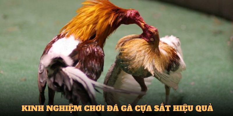 Hội viên cần tham khảo kinh nghiệm chơi đá gà cựa sắt từ cao thủ