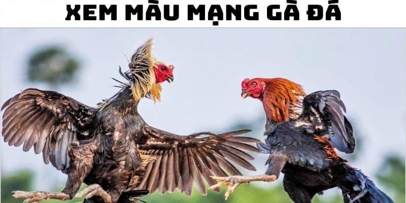 Lưu ý quan trọng khi chọn màu sắc mạng đá gà