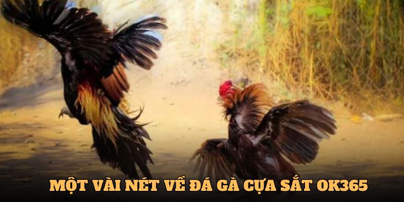 Một vài nét về đá gà cựa sắt tại nhà cái OK365