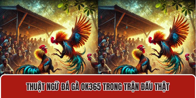 Thuật ngữ đá gà OK365 trong trận đấu thật